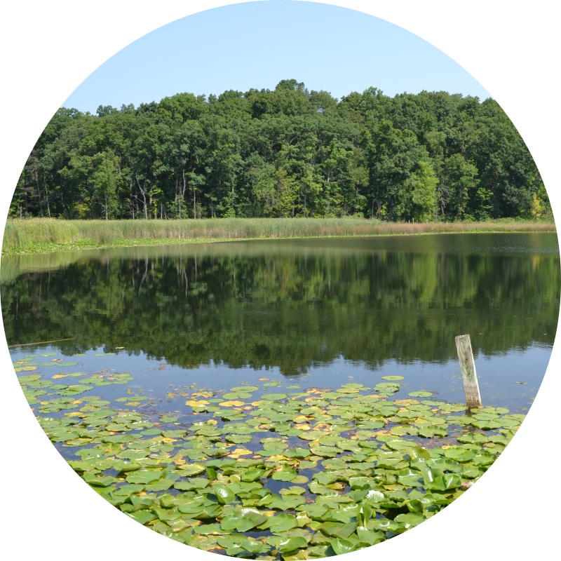 image of a northeastern Indiana nature preserve with lily pads in the foreground, a pond in the middle, and trees in the distance